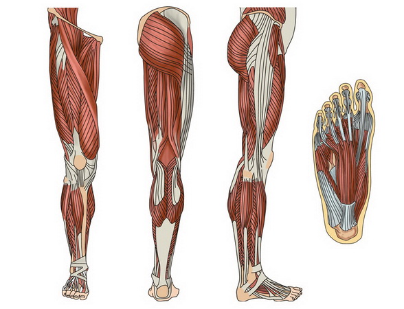 limb of limb